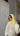 Cagoule JODY Jaune - LYBRA COLLECTION