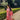 Robe FIDJI - LYBRA COLLECTION