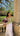 top vert sauge fluide 
